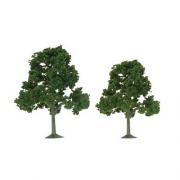 SS Tree, Deciduous 5.5-6