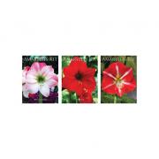 Garden Elements Live Amaryllis Flower Bulb Kit  Minerva