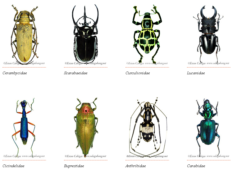 The Beetle Collector | Collectors Hive Blog